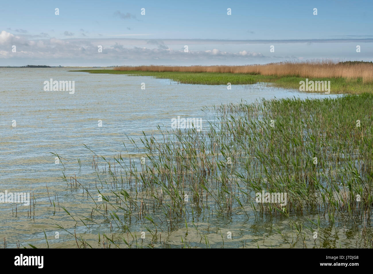 Reeds in Bodstedter Bodden at Born auf dem Darss, Mecklenburg-Vorpommern, Germany Stock Photo