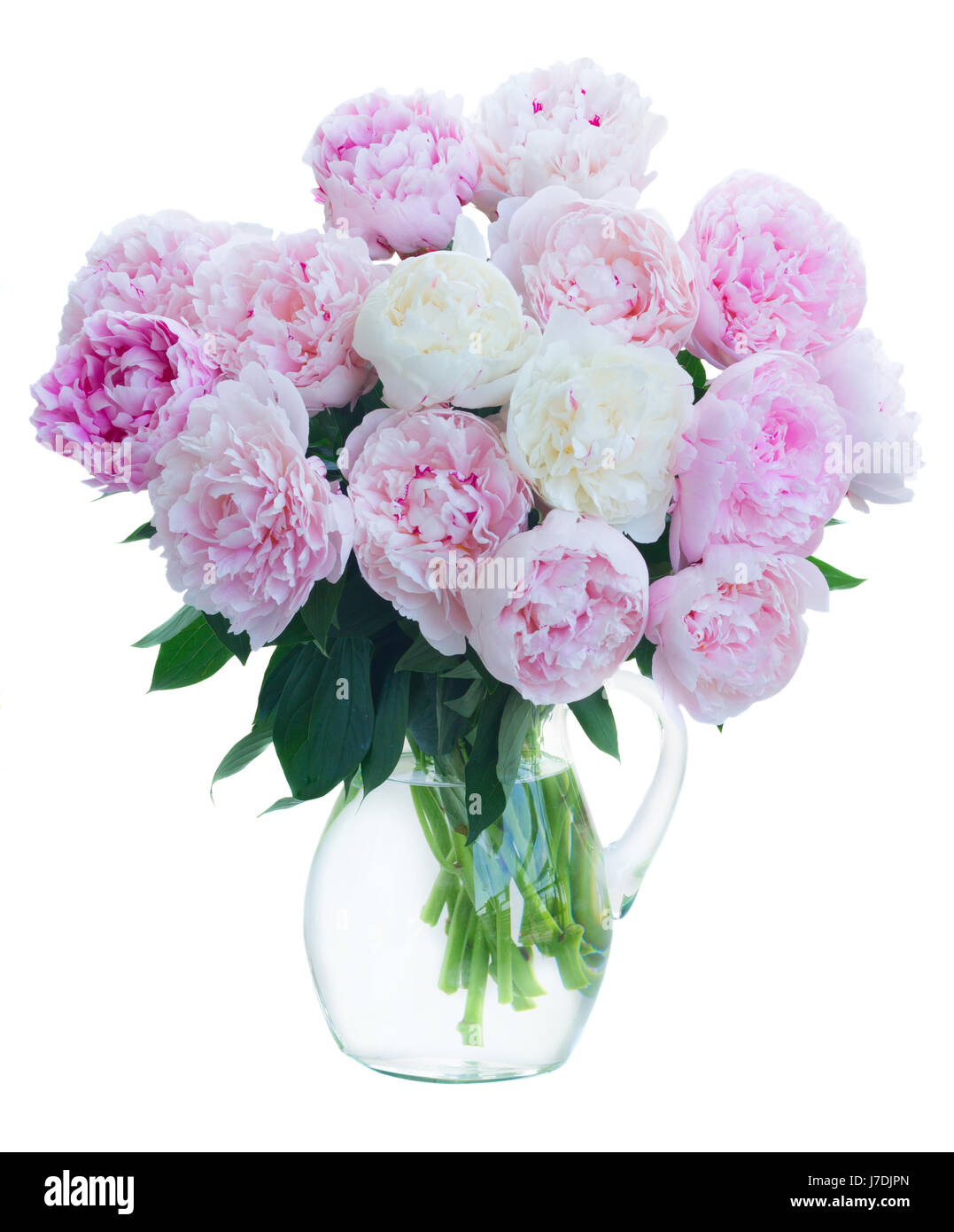 Fresh peony flowers Stock Photo Alamy