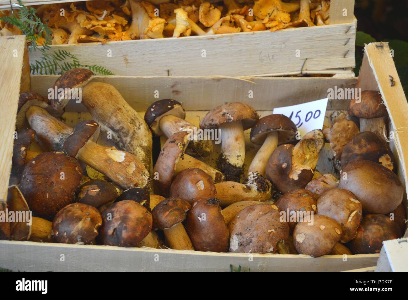 Porcini mushrooms from Nemi in Italy Stock Photo