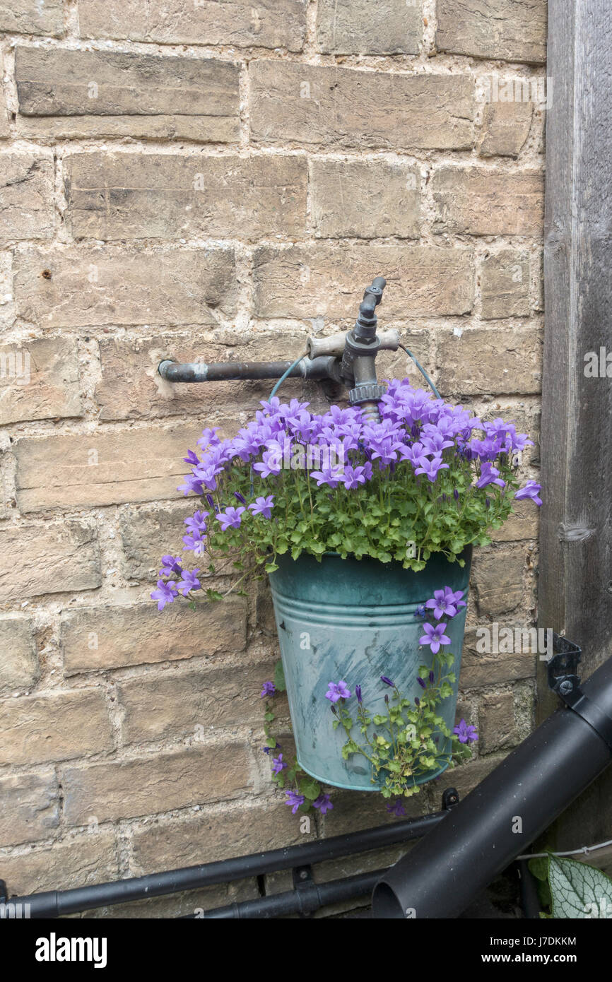 Campanula plant in small bucket hanging on outside water tap Stock Photo