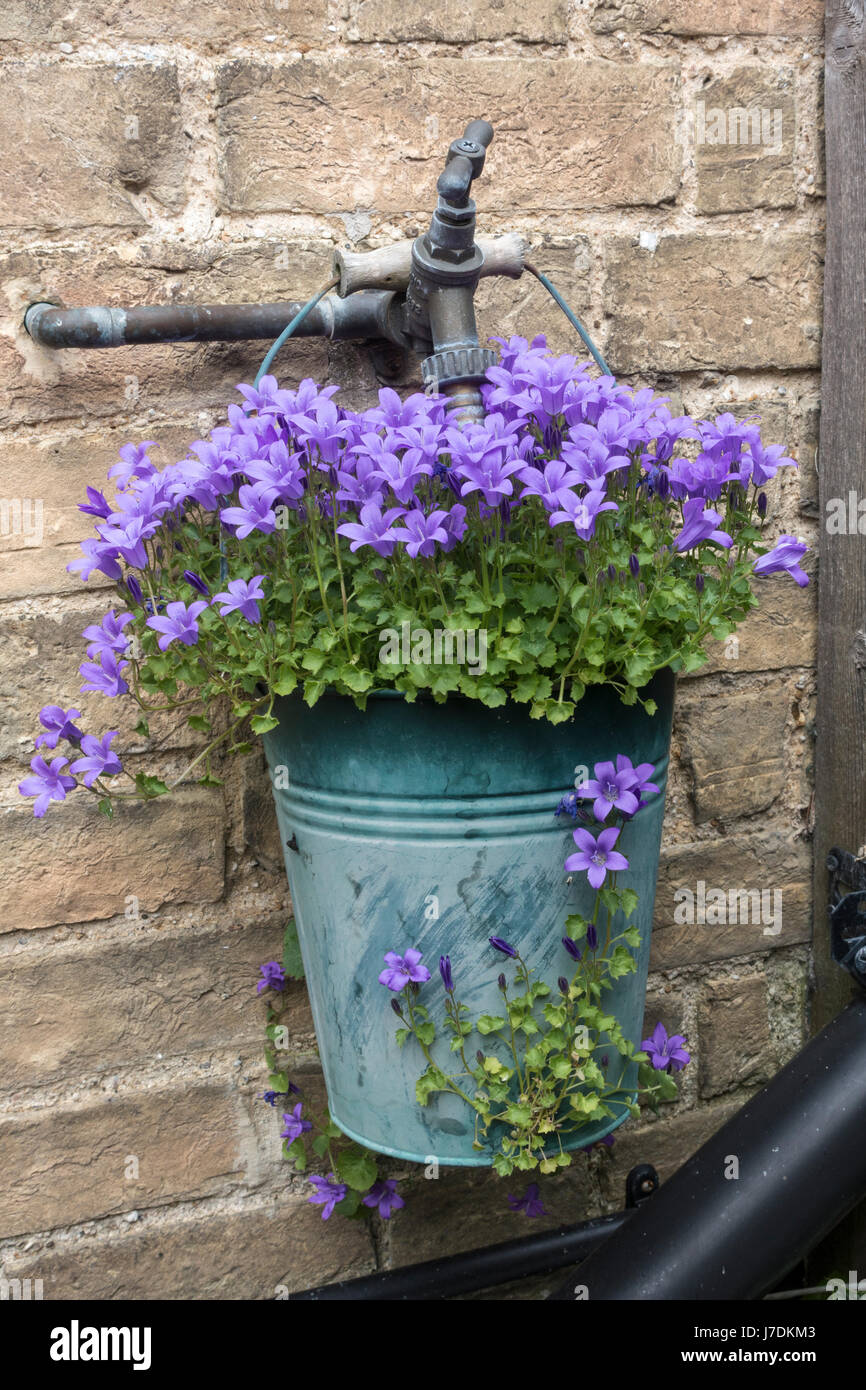 Campanula plant in small bucket hanging on outside water tap Stock Photo