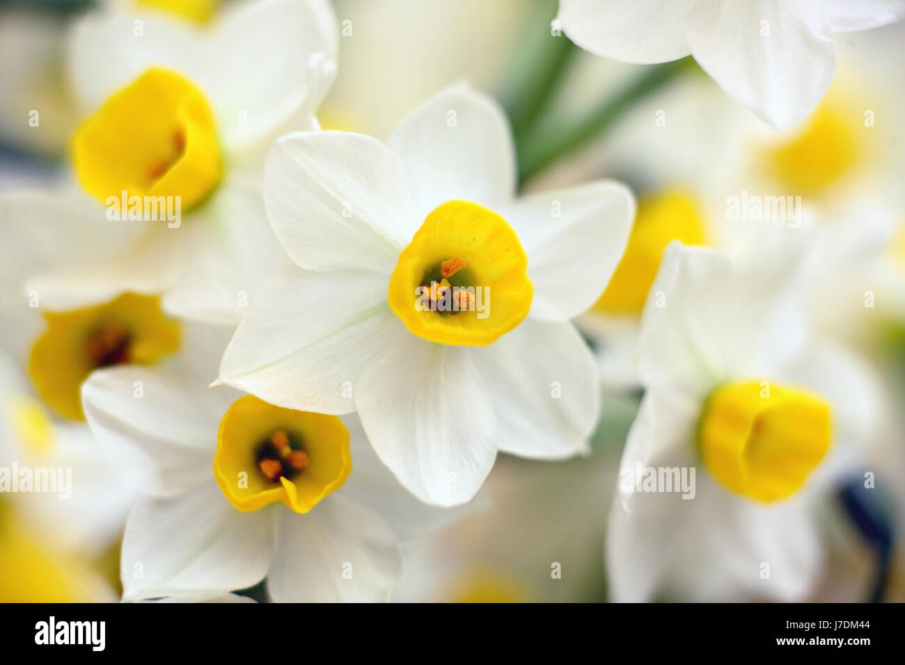 space wild flower flowers plant lily easter spring daffodil lent narcissus Stock Photo