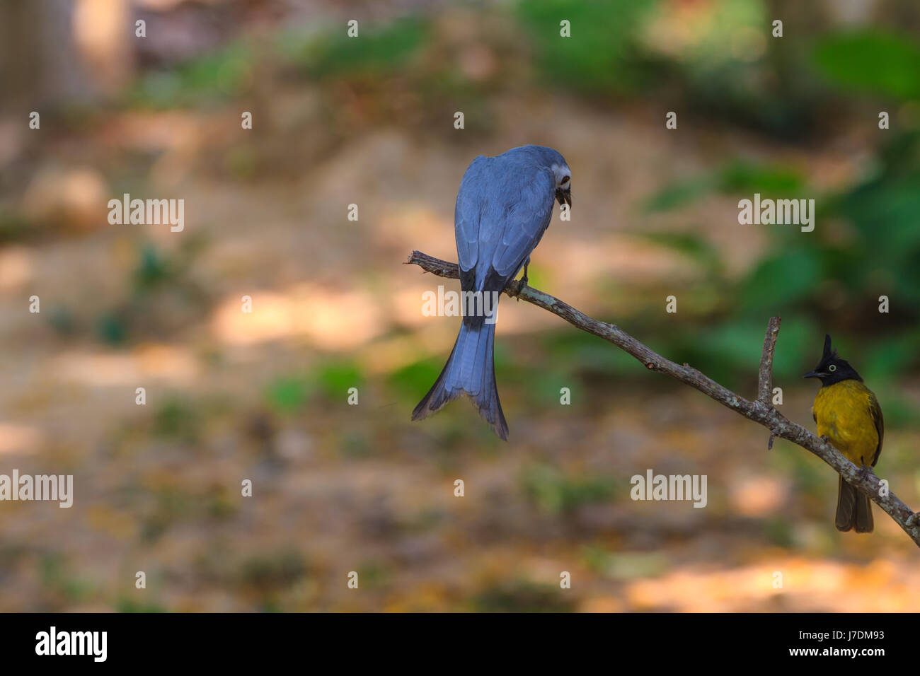 Ashy Drongo (Dicrurus leucophaeus) and Blackcrested Bulbul in nature