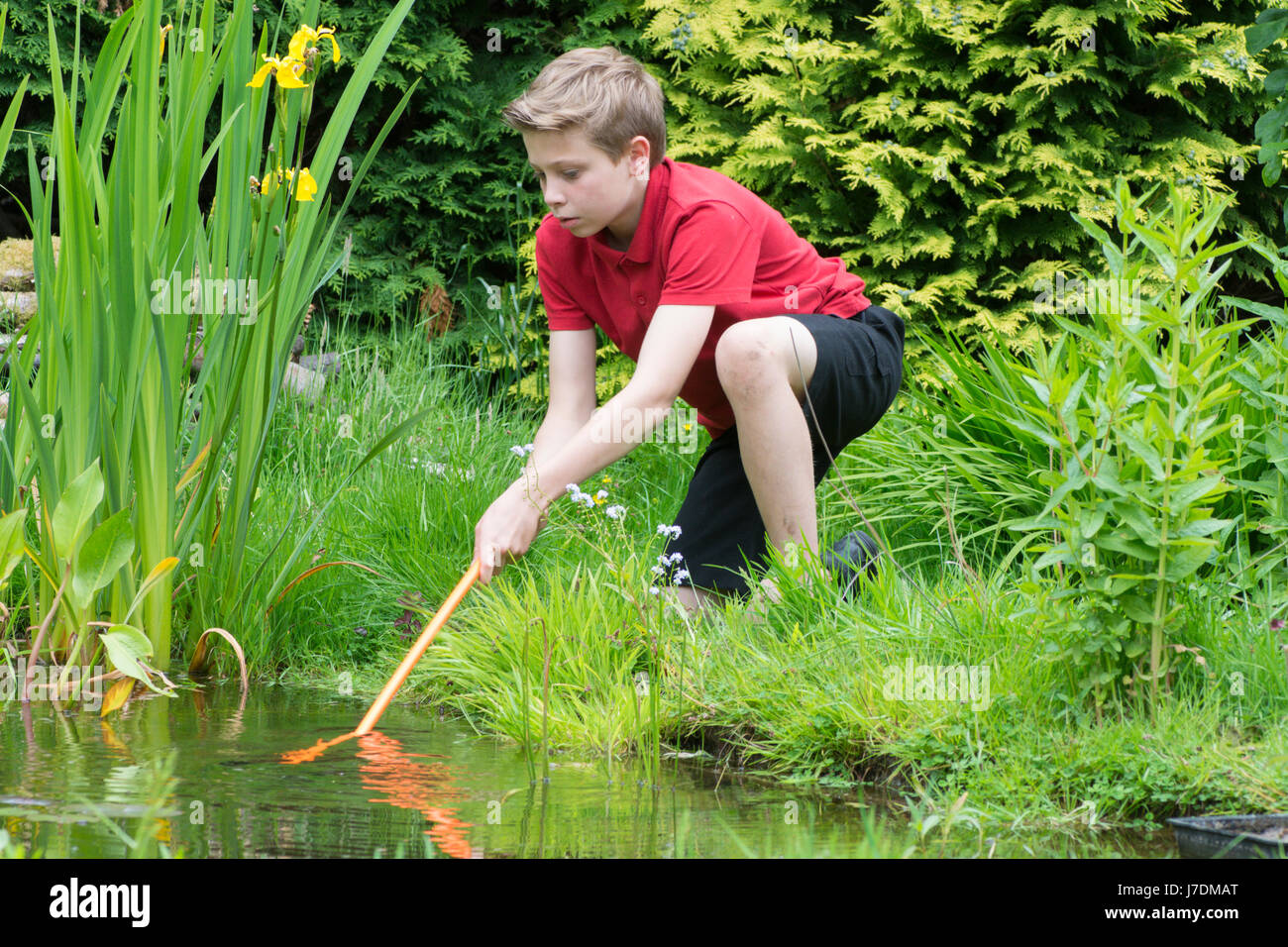 Eleven year old boy pond dipping with a net in a garden pond that he helped to make. Sussex, UK. May Stock Photo