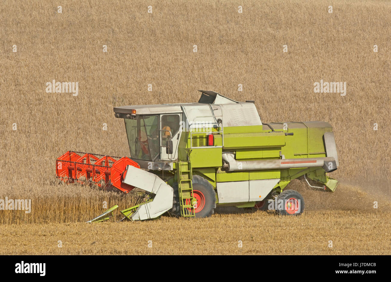 agriculture farming corn crop agriculture farming summer summerly grain ...