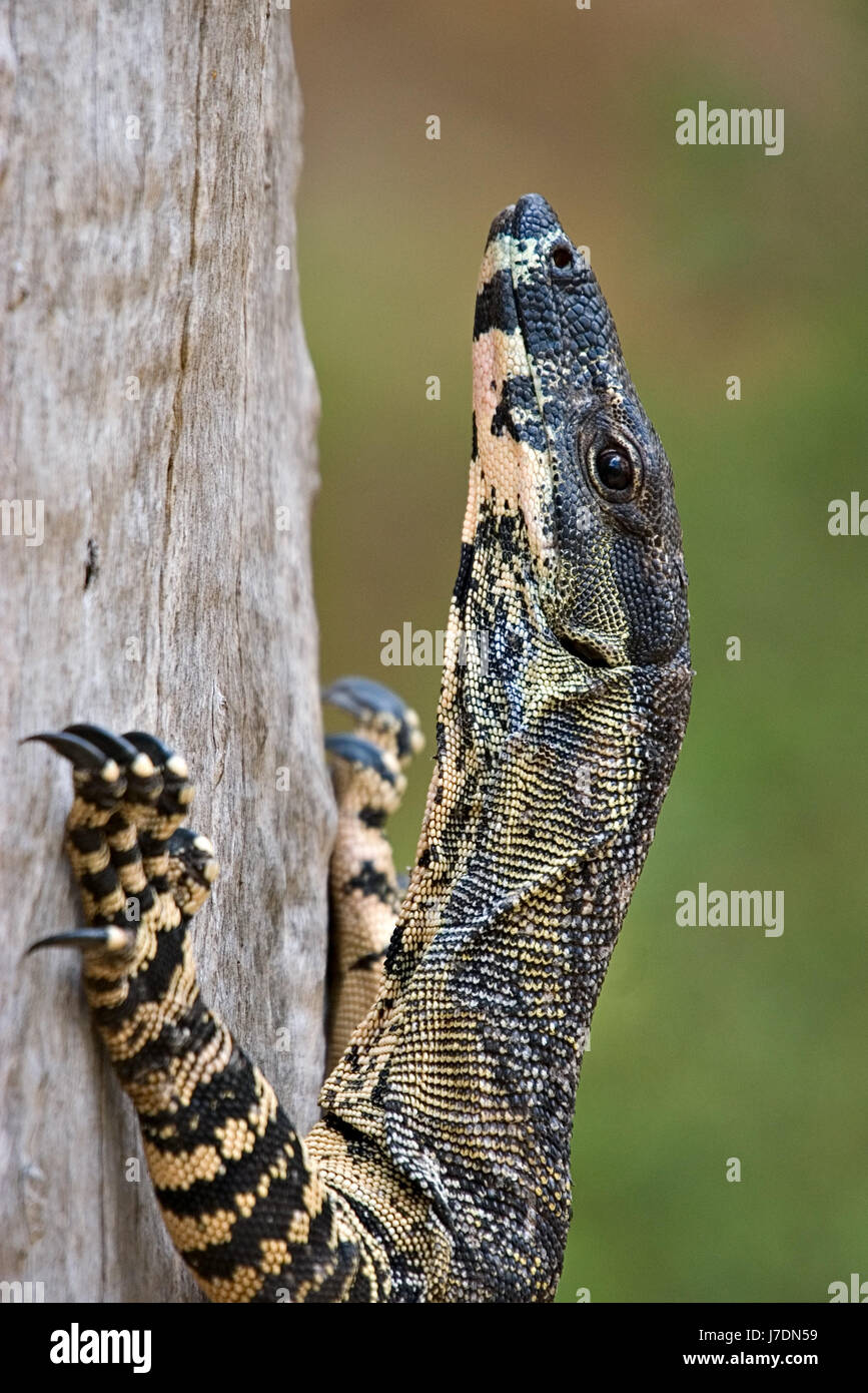 animal reptile lizard photo camera branch monitor rise climb climbing