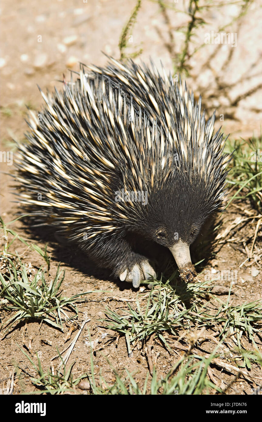 single animal mammal photo camera native one solo image picture copy deduction Stock Photo