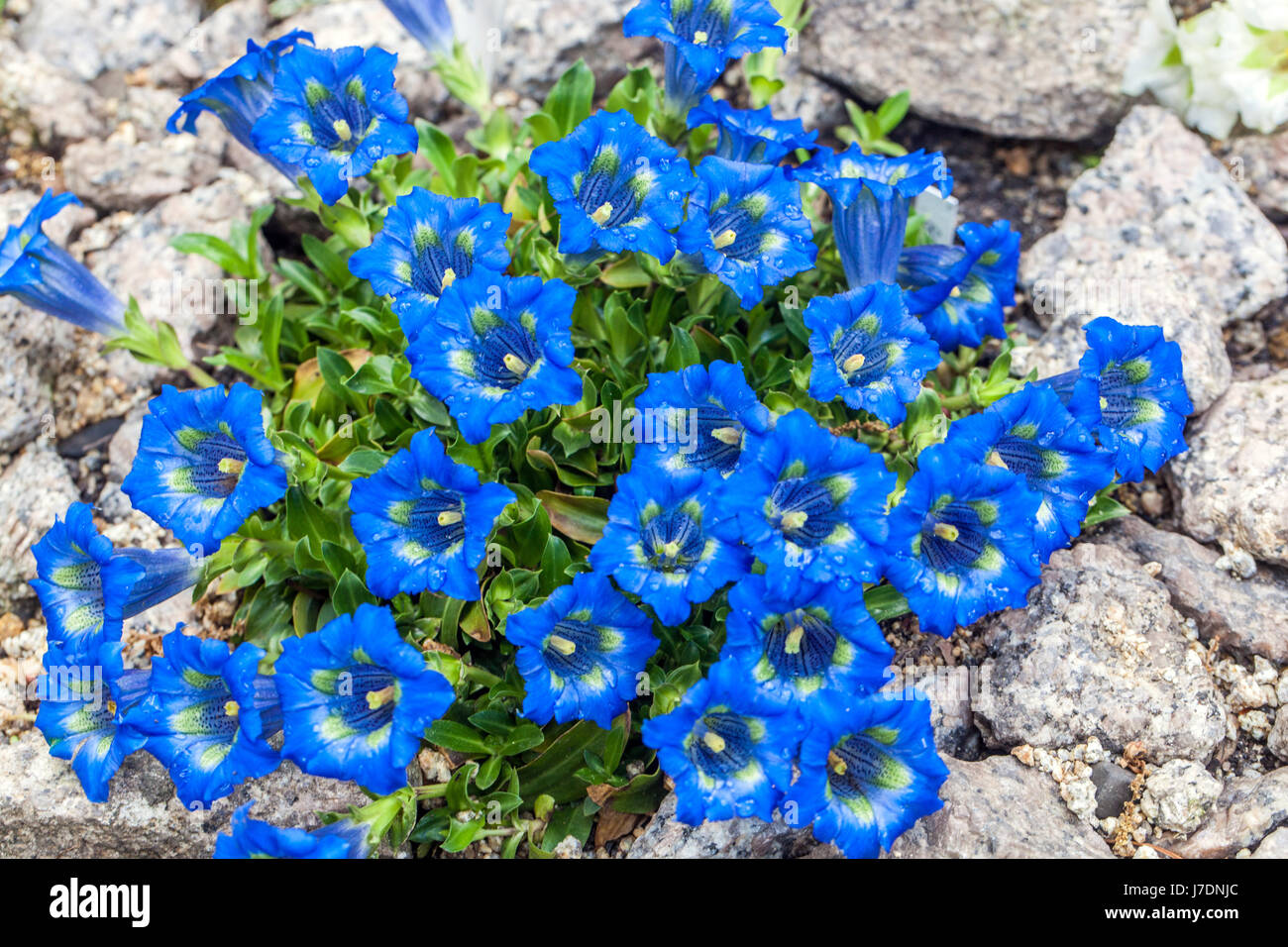 Gentiana angustifolia alpine plant garden Stock Photo