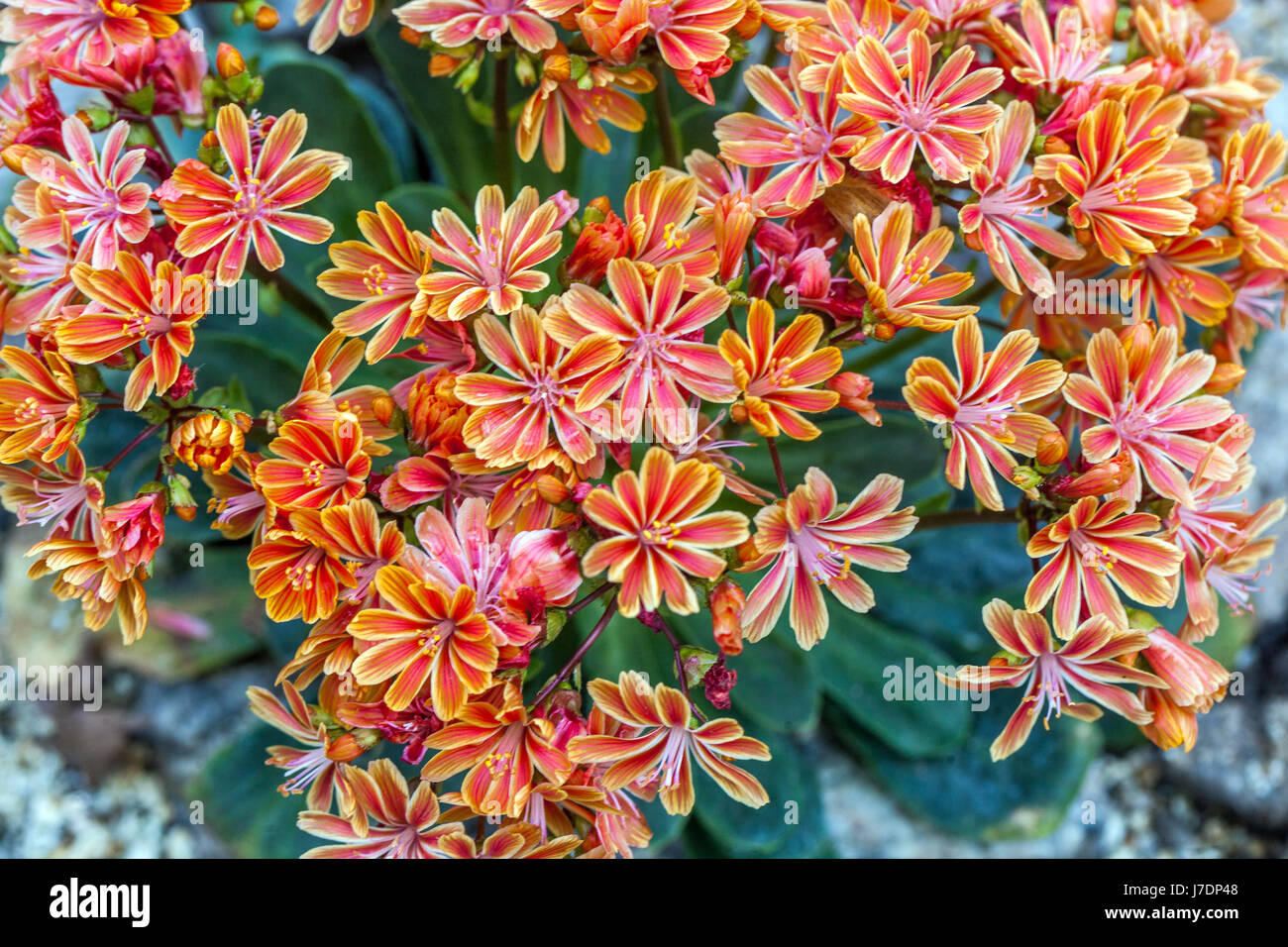 Lewisia cotyledon is a plant for dry alpine parts Stock Photo