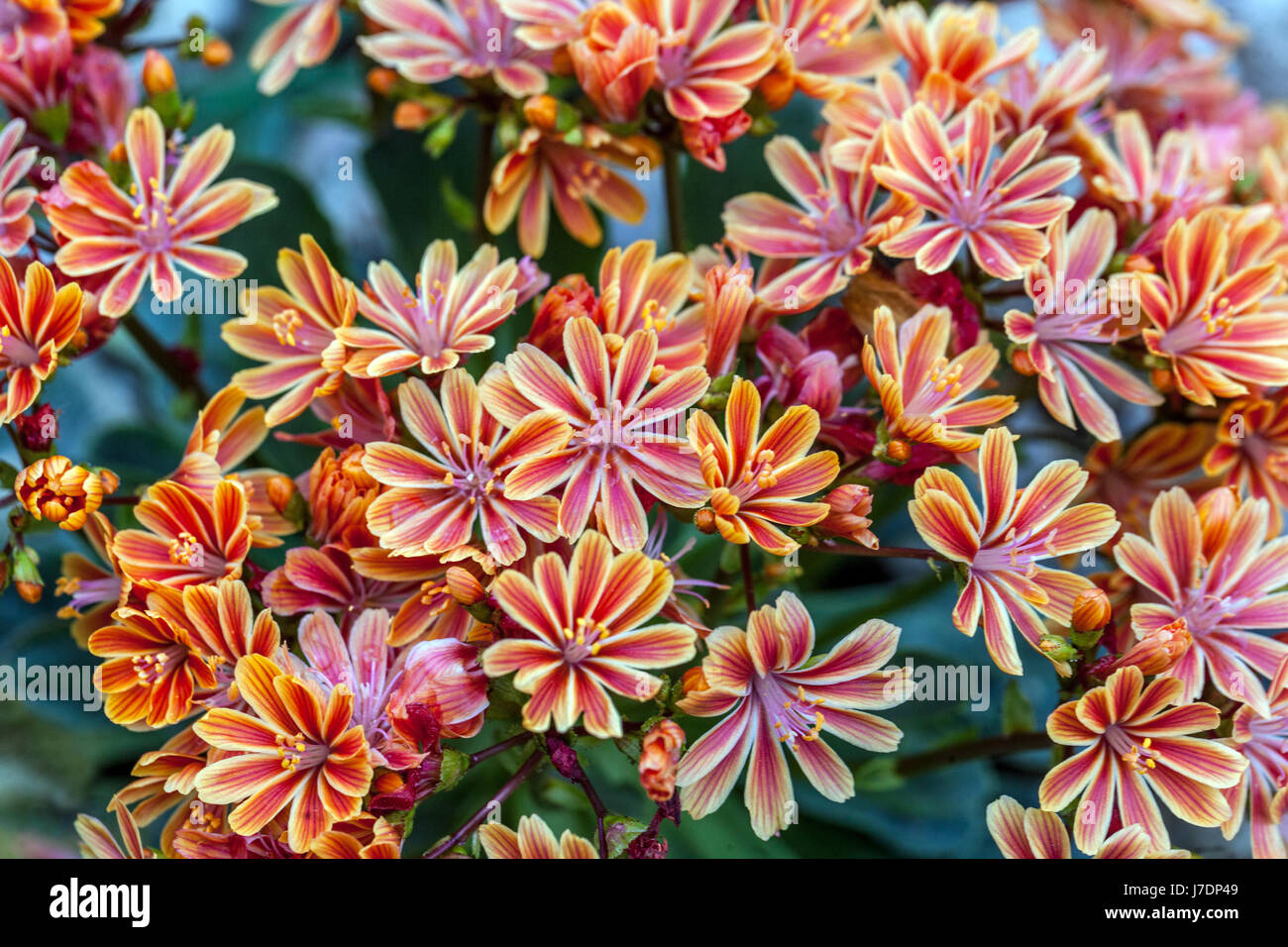 Lewisia cotyledon is a plant for dry alpine parts Stock Photo