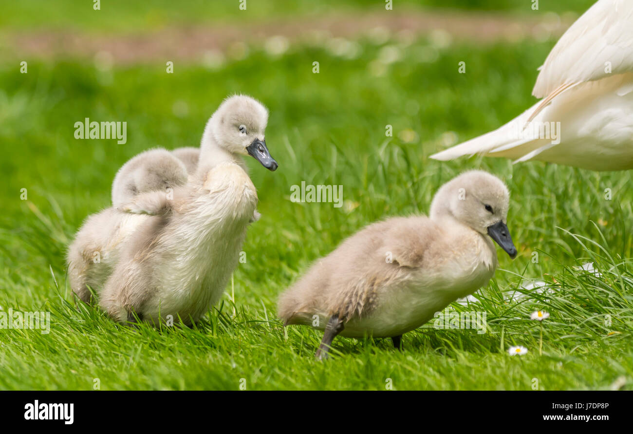 Swan chicks waddling on grass. Stock Photo