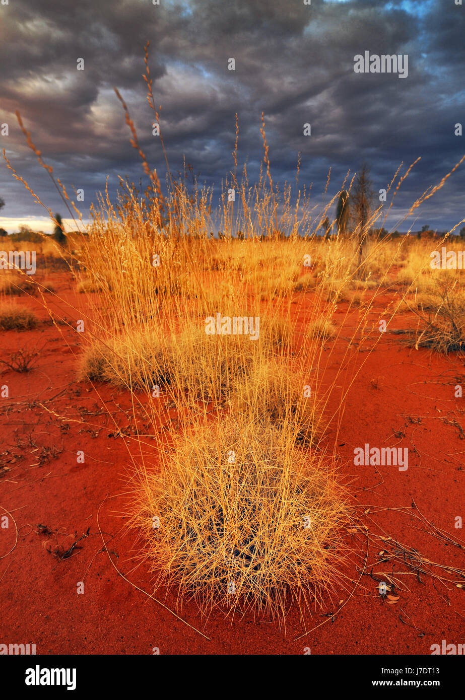 A portrait view of storm clouds sweeping in over the red Northern Territory desert. Desert plants dominate the foreground. Stock Photo