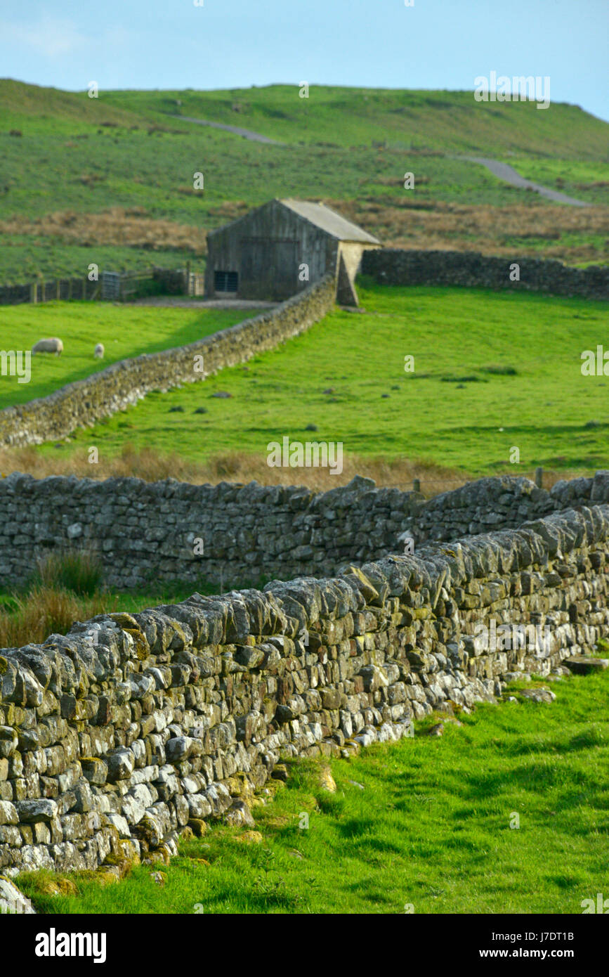 Dry stone walling at a farm near Housesteads Roman ruins in Northumberland, UK Stock Photo