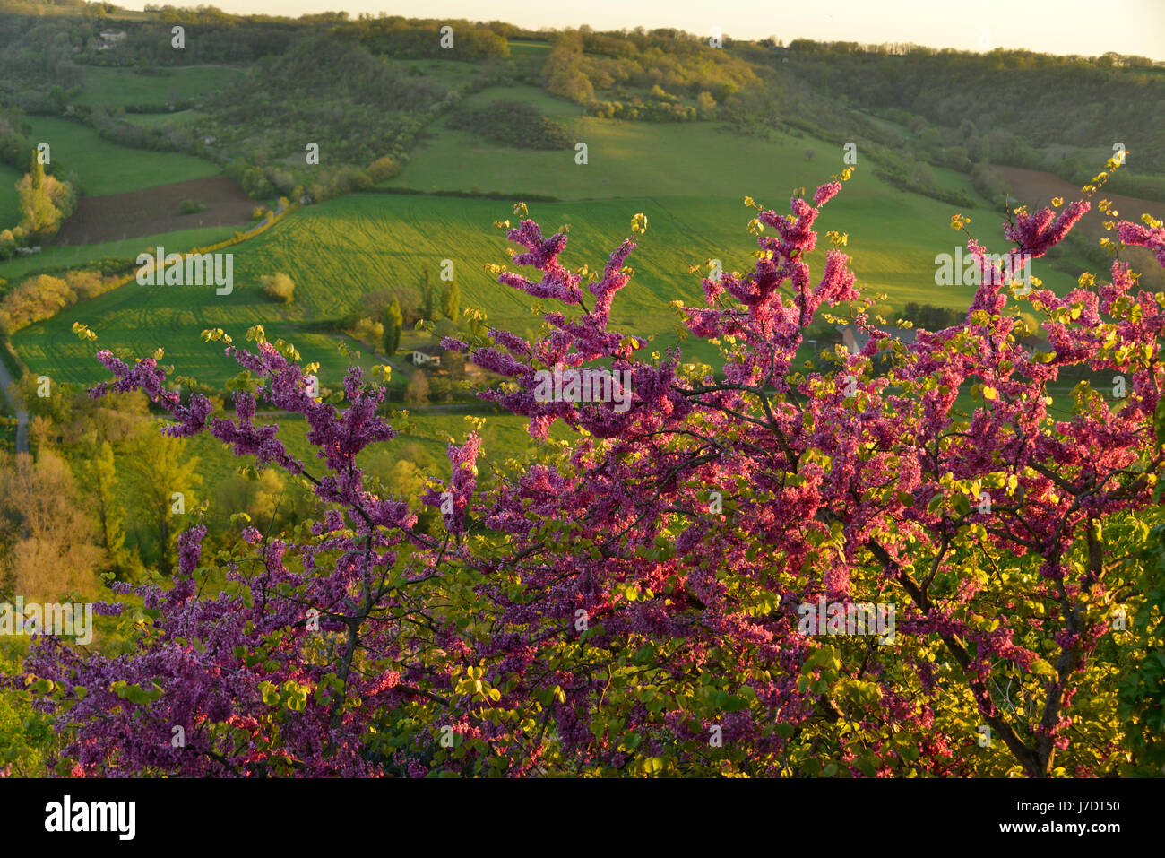 Pink flowers of a Judas tree in later afternoon light, with a green valley in the background. Occitanie, France. Stock Photo