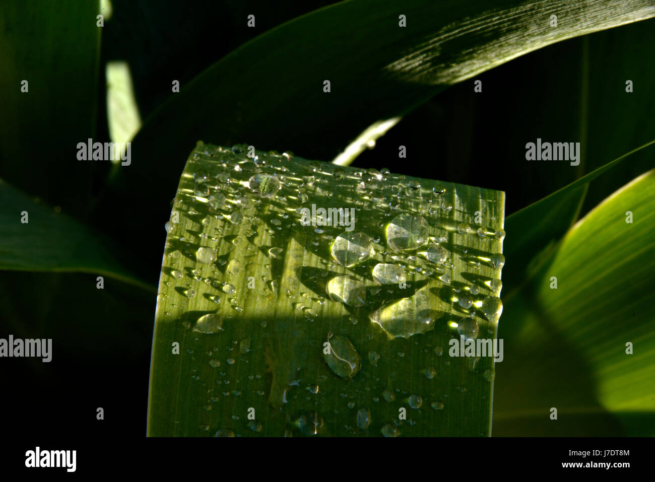 Close up shot of water droplets on dark green Iris leaves. Stock Photo