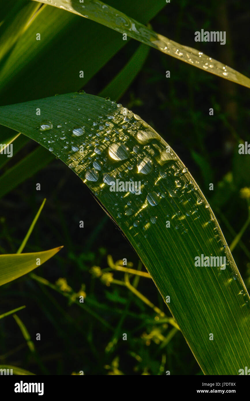 Close up shot of water droplets on dark green Iris leaves. Stock Photo