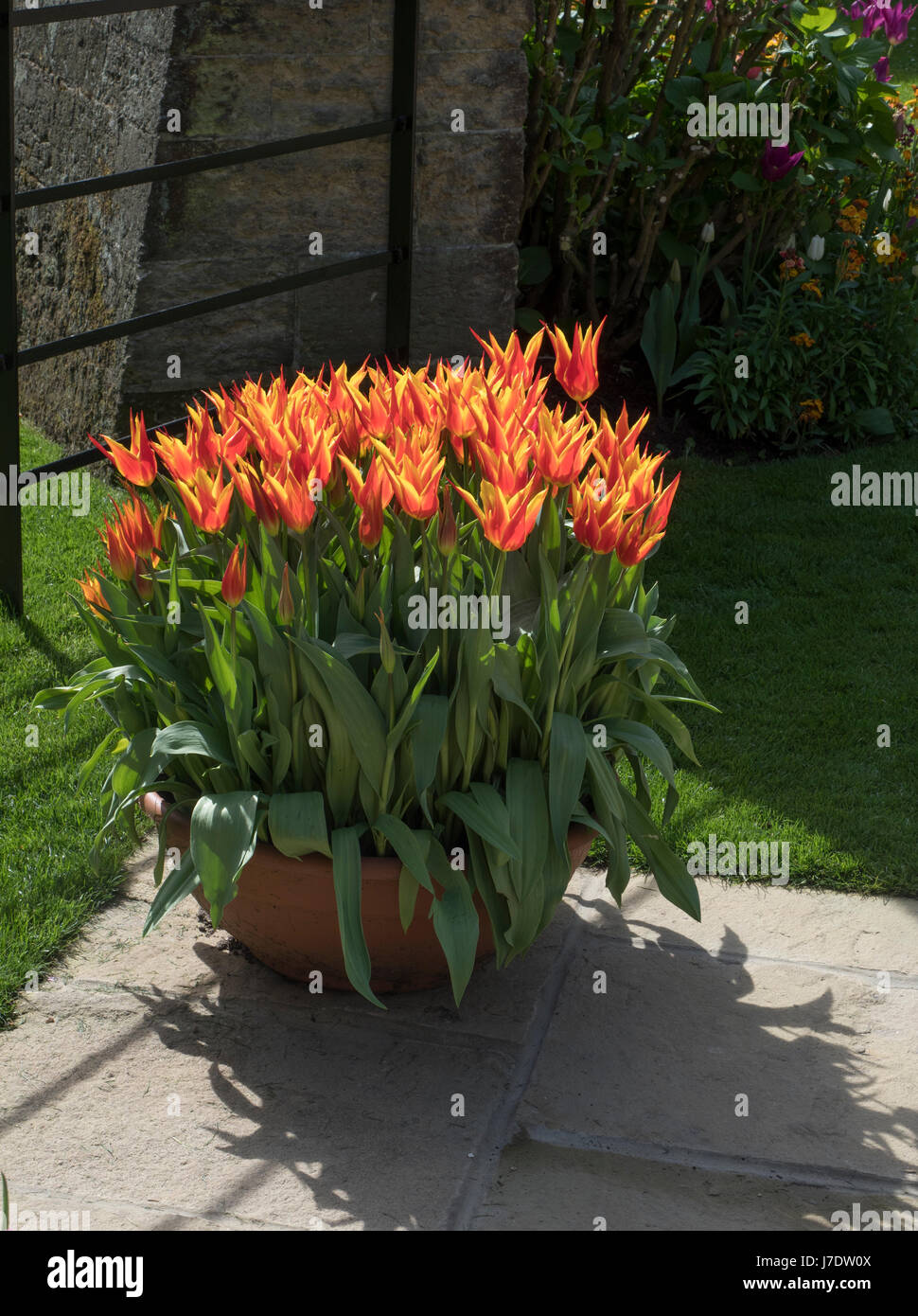Spring pot of tulip bulbs Stock Photo