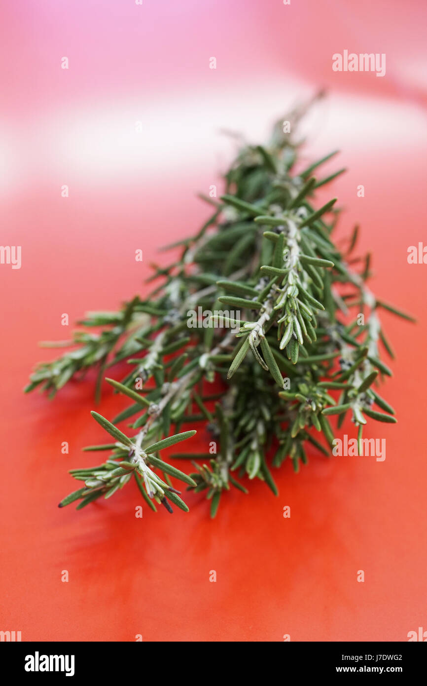 Rosemary sprig rosmarinus officinalis hires stock photography and