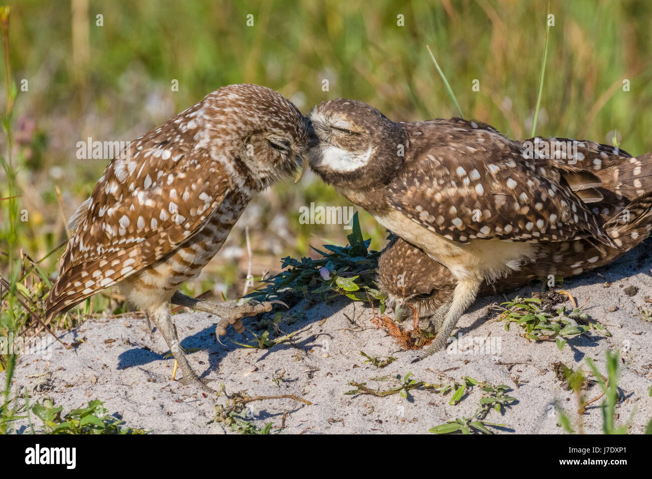 Burrowing Owls (Athene Cunicularia) In Cape Coral Florida Stock Photo ...