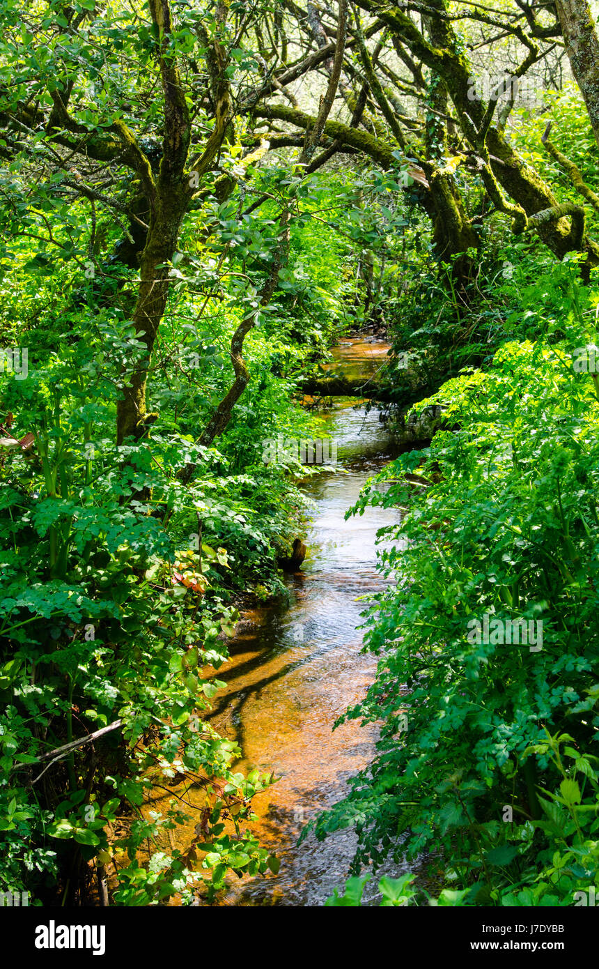 One of the headstreams forming the Red River near Treskillard, Cornwall. The river passes through the Mining area between Camborne and Redruth. Stock Photo