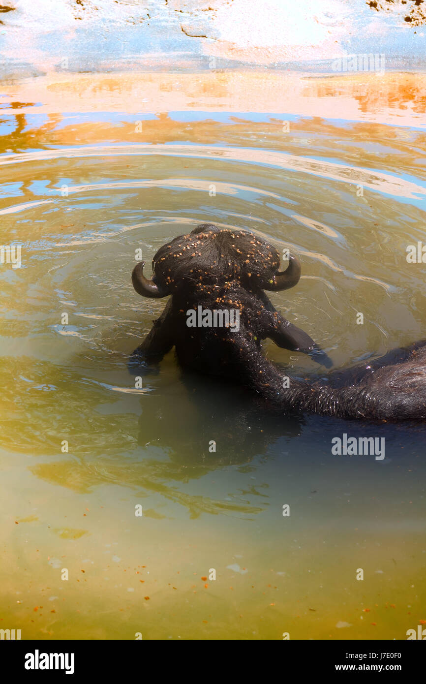 Black Buffalo enjoy water and chew cud. Kerala. India Stock Photo Alamy