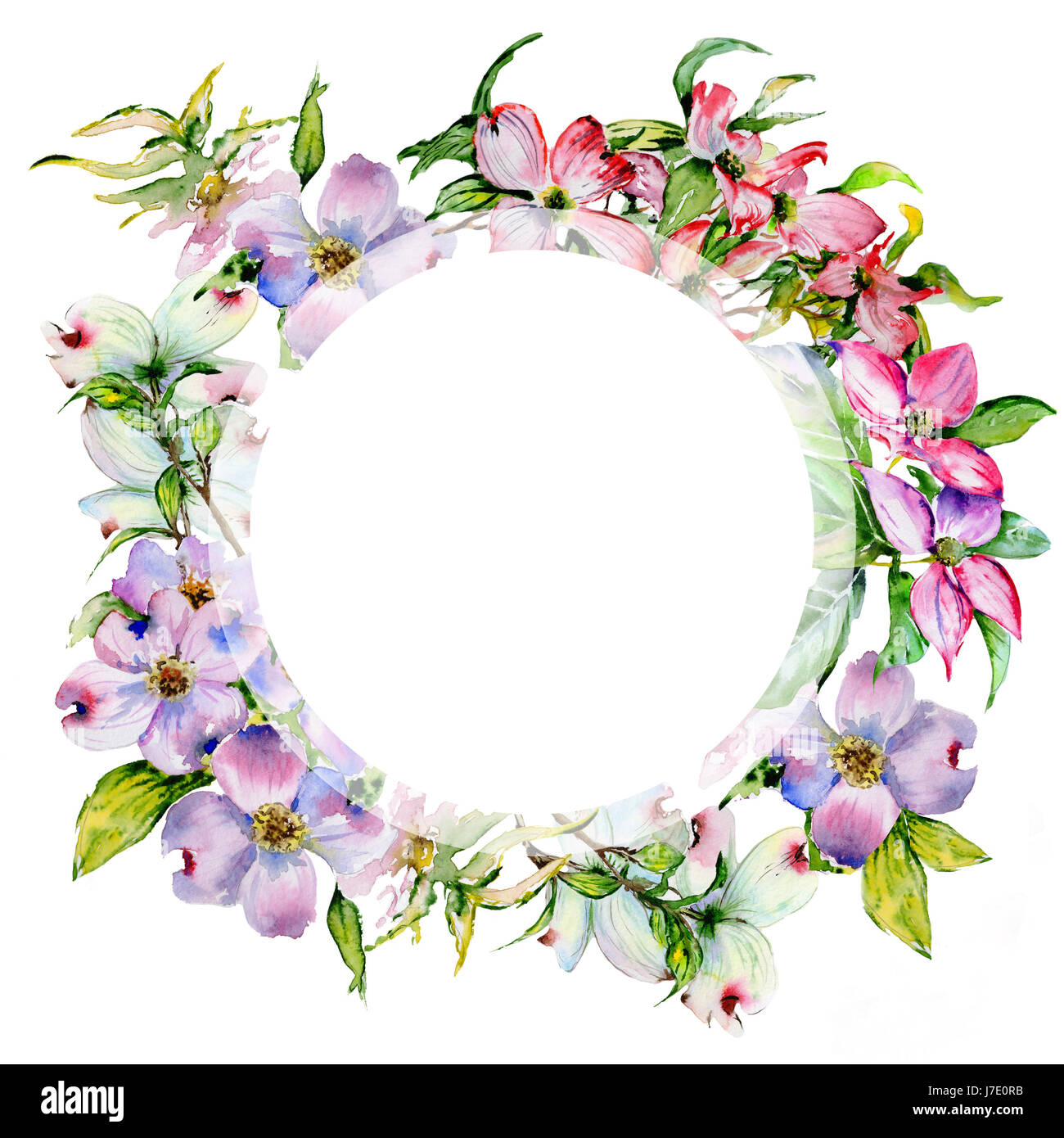 Wildflower dogwood flower frame in a watercolor style isolated Stock ...