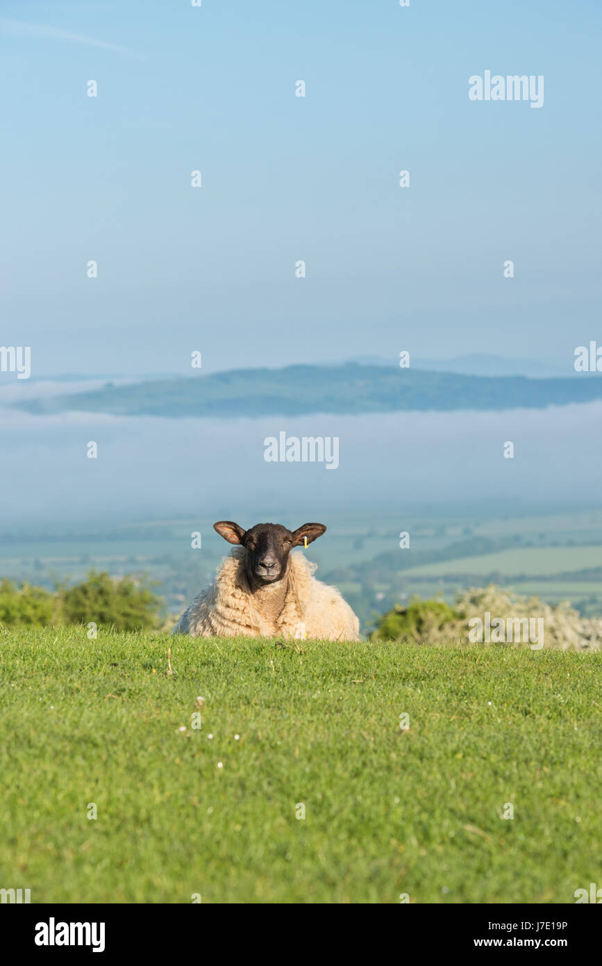 Suffolk sheep on top of Broadway Hill with Bredon Hill surrounded by morning mist in the background. Broadway, Worcestershire, Cotswolds, England Stock Photo