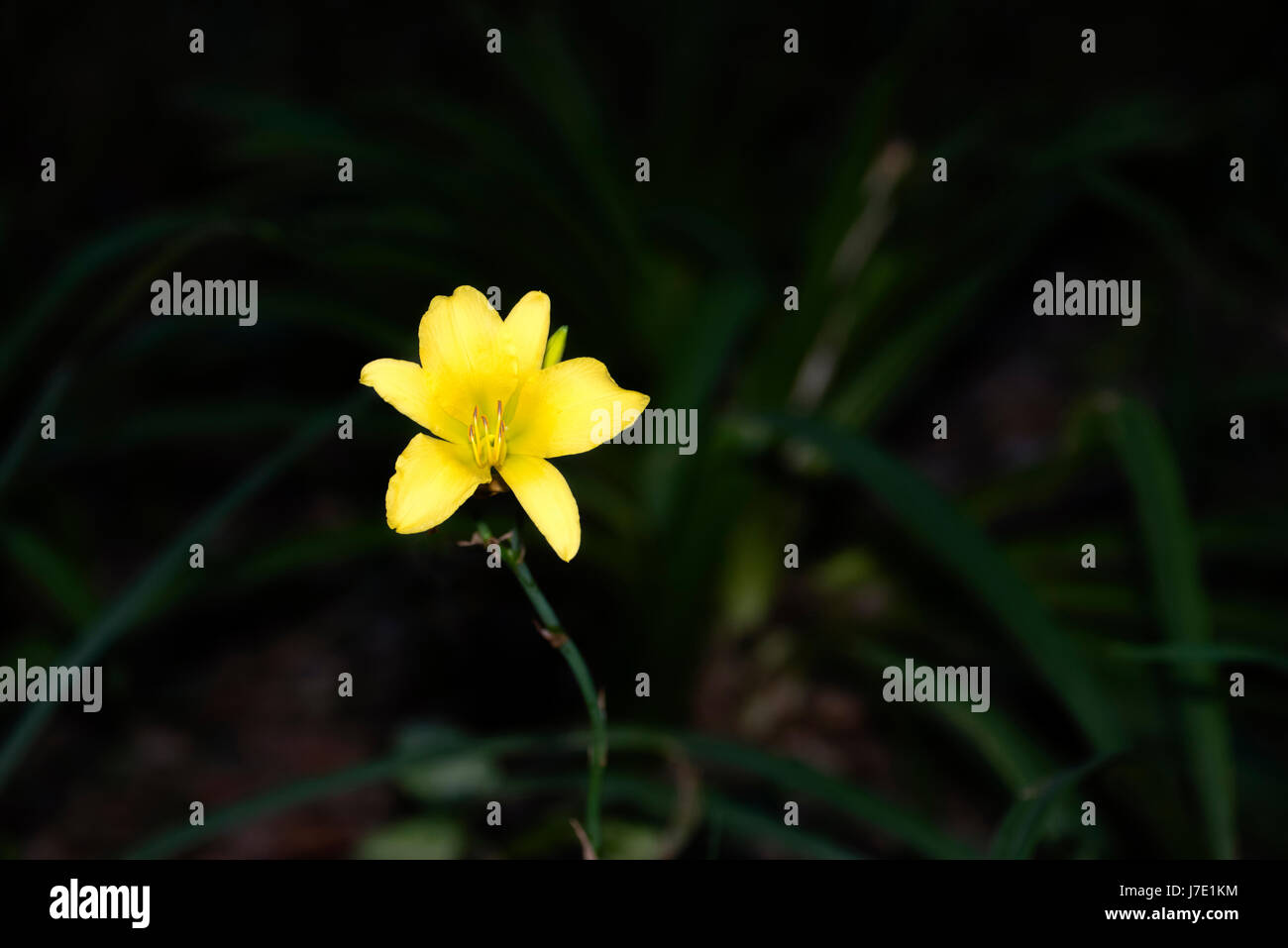 Dark forest flower hi-res stock photography and images - Alamy