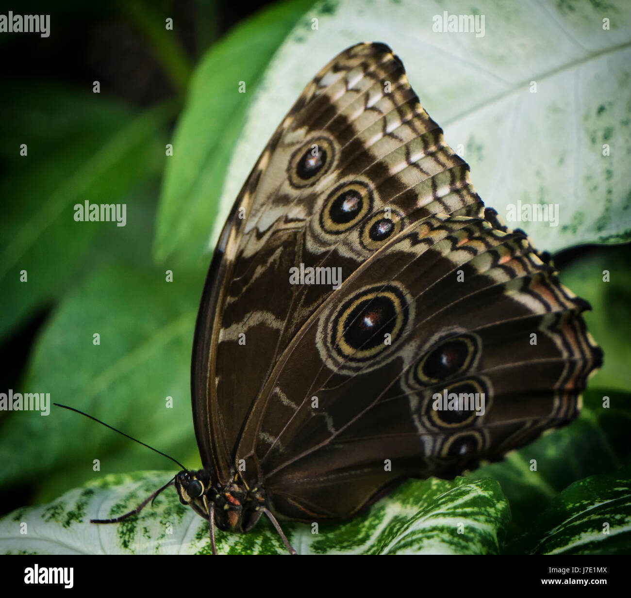 Butterfly at Calgary Zoo Stock Photo Alamy