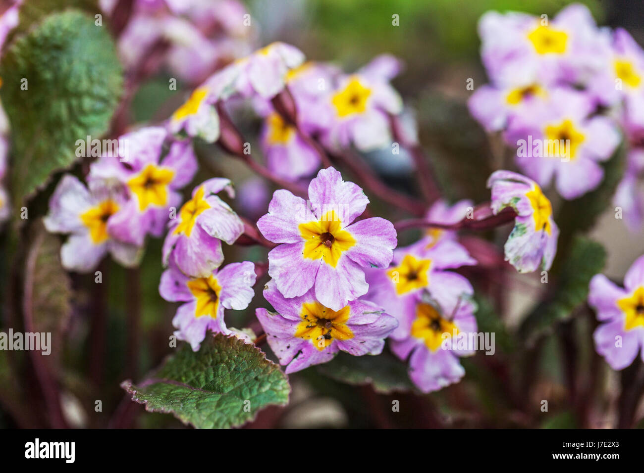 Primula margotae 'Garryarde Guinevere' Stock Photo