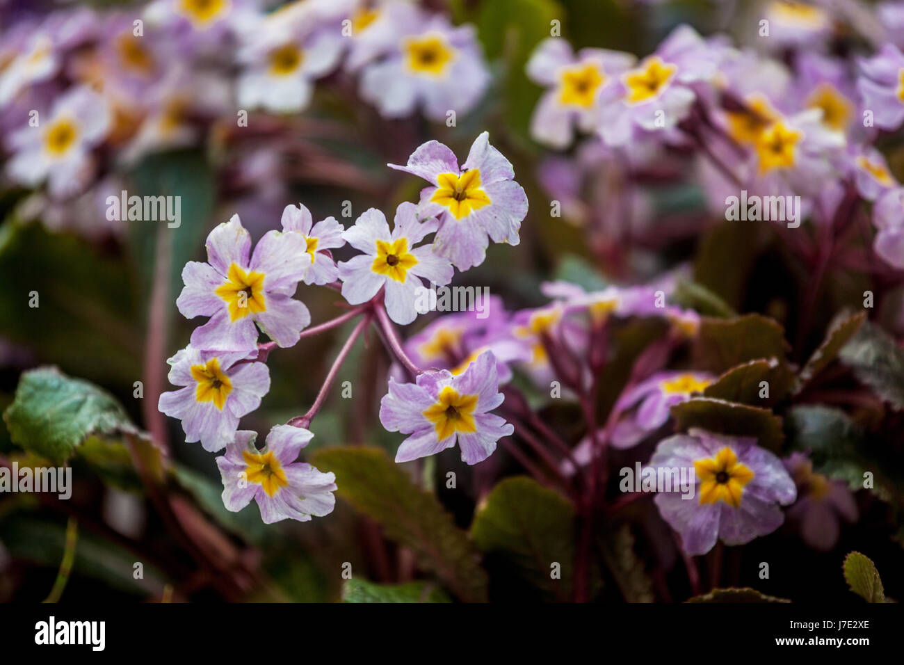 Primula margotae 'Garryarde Guinevere' Stock Photo