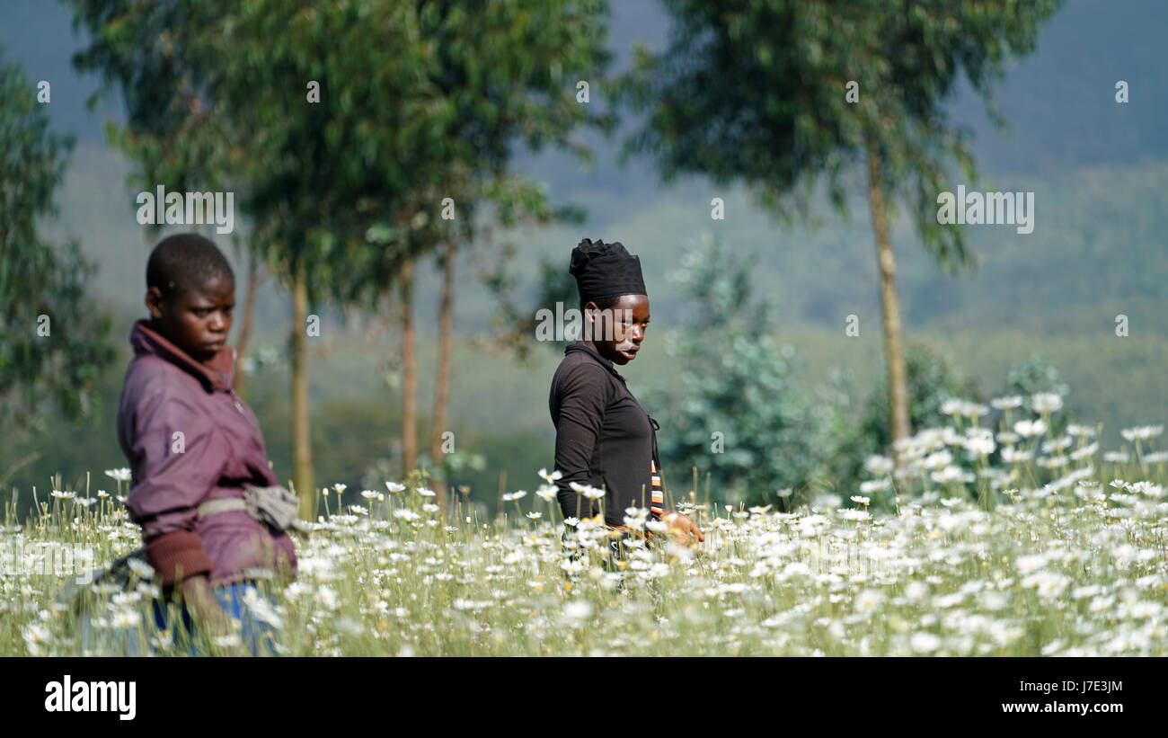 Rwandan Women Working on a Field Stock Photo