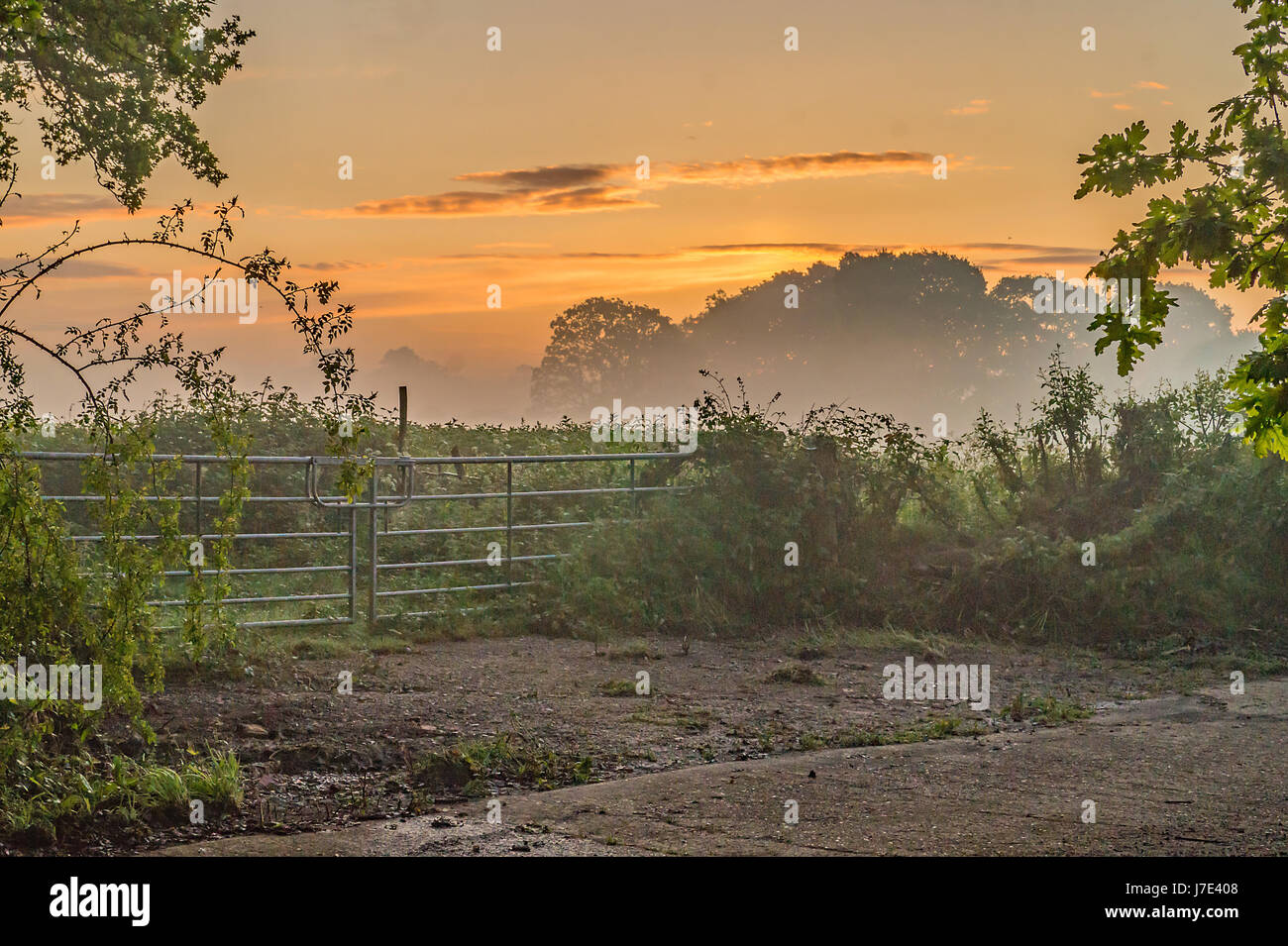 A Golden Dawn rises through the mist over the Farm Gate in rural Sussex England Stock Photo