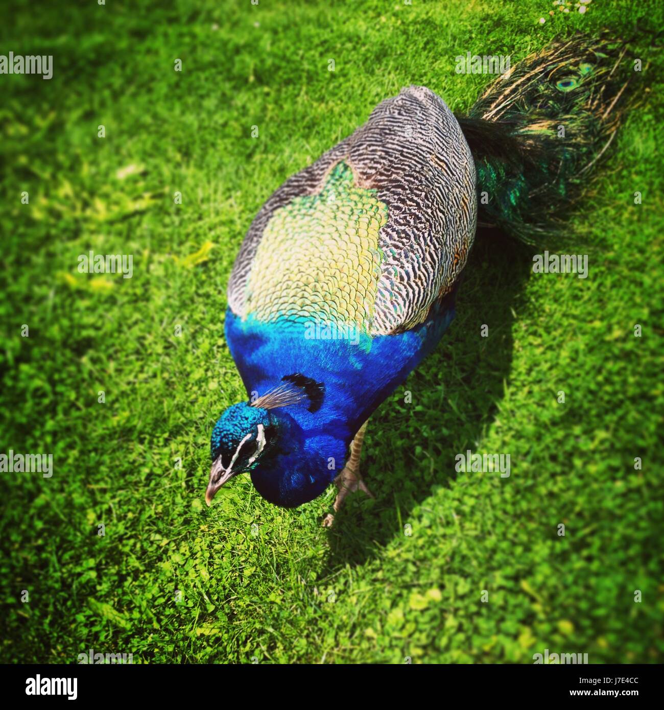 peacock Stock Photo