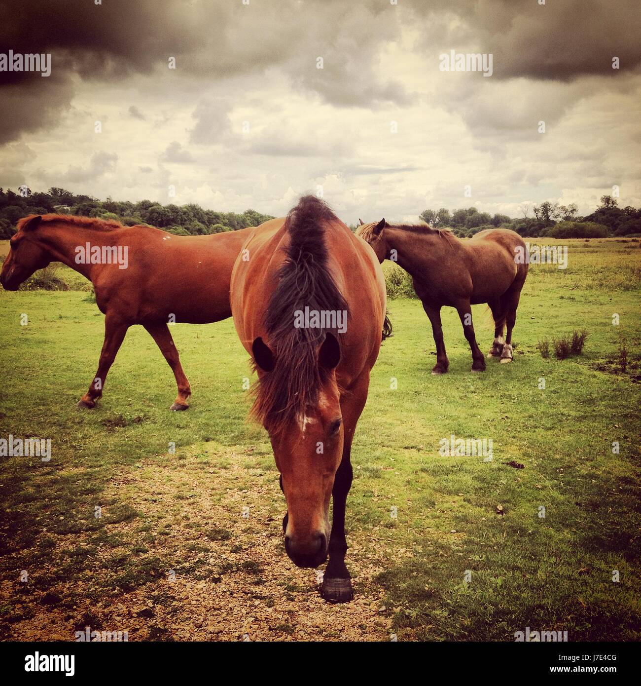 Horses in the meadow Stock Photo