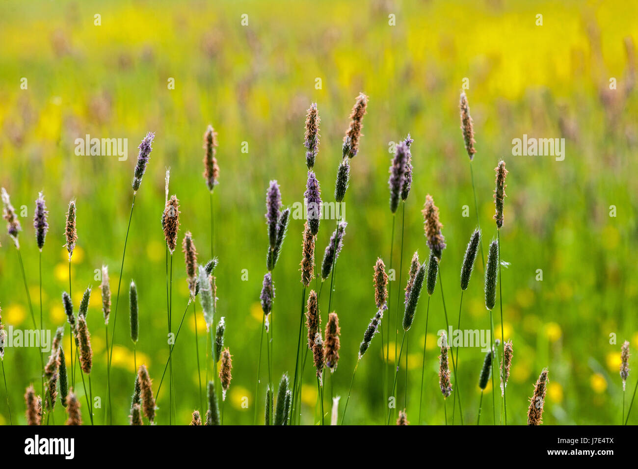 Meadow foxtail grass, Alopecurus pratensis, flowering in a colorful meadow perennial grasses Stock Photo