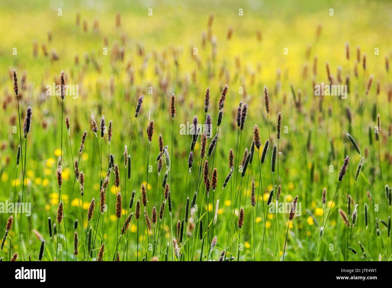 Meadow foxtail grass, Alopecurus pratensis, flowering in a colorful meadow European grass field Stock Photo