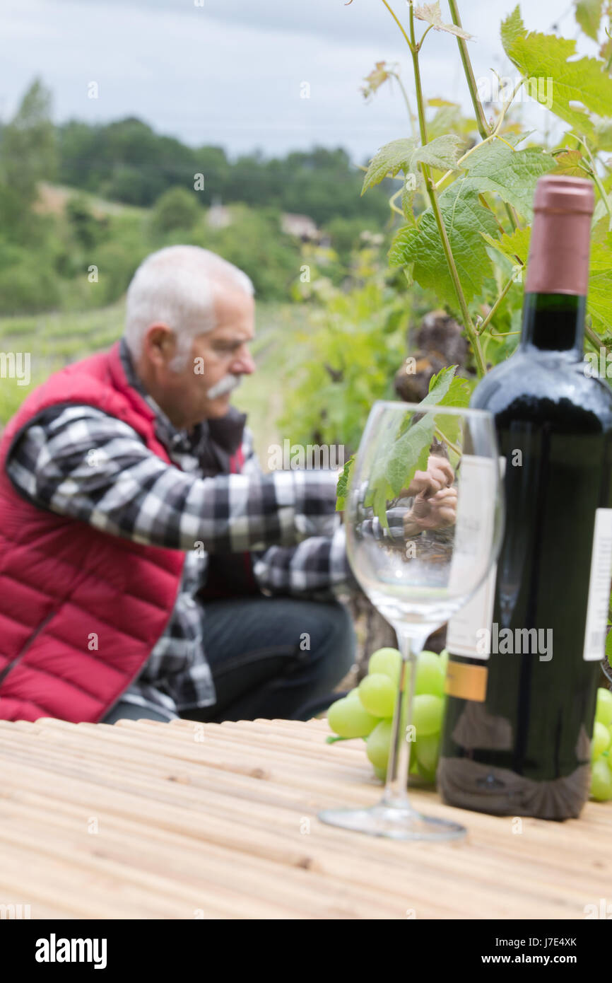 mature grape-picker in vineyard with clippers Stock Photo