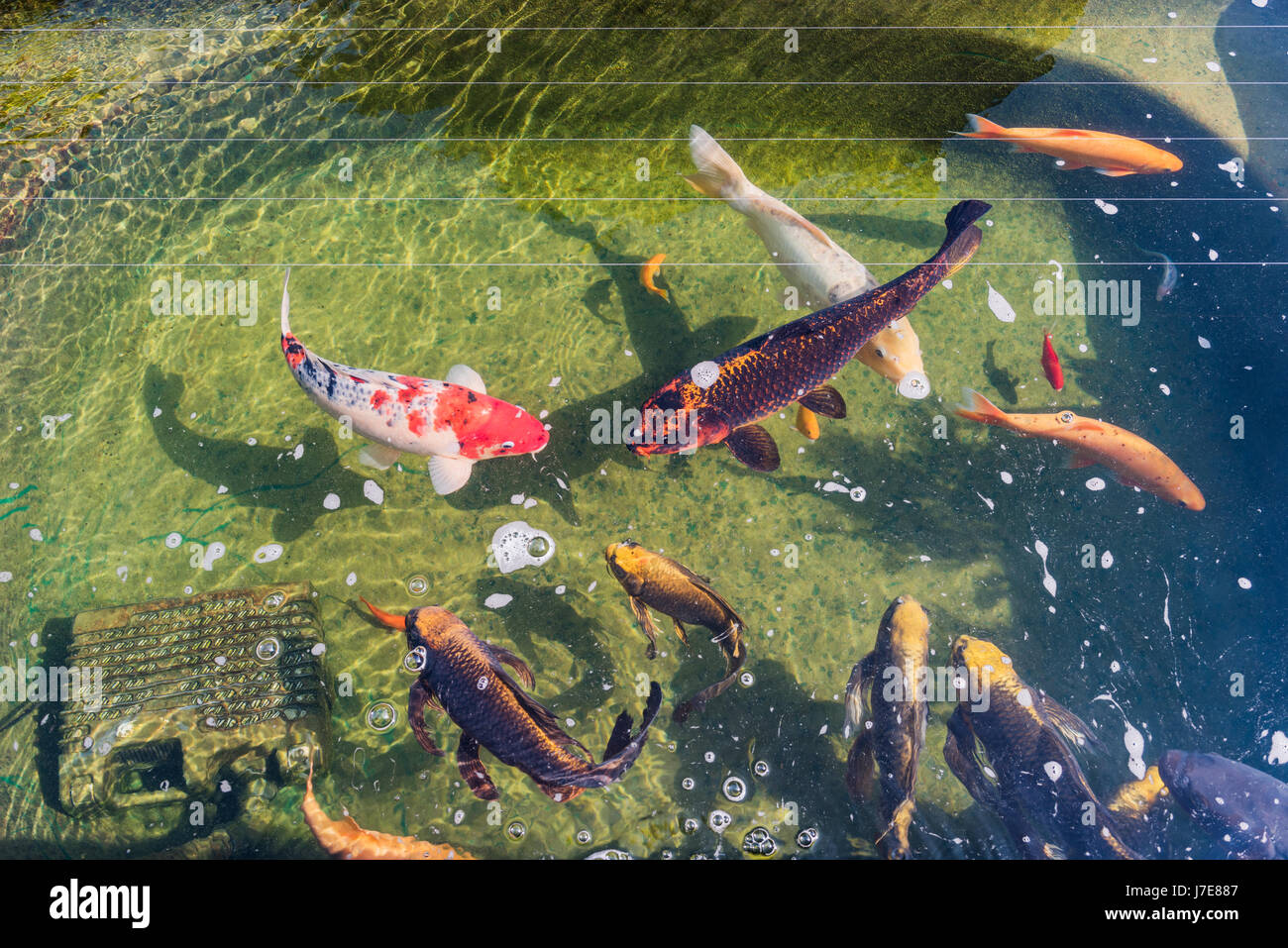 Garden pond with Koi Carp Stock Photo