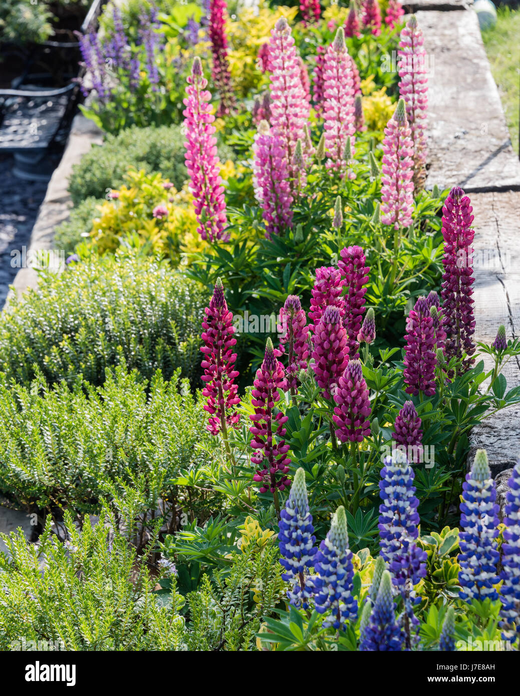 Raised bed of lupins (Lupinus) in garden Stock Photo