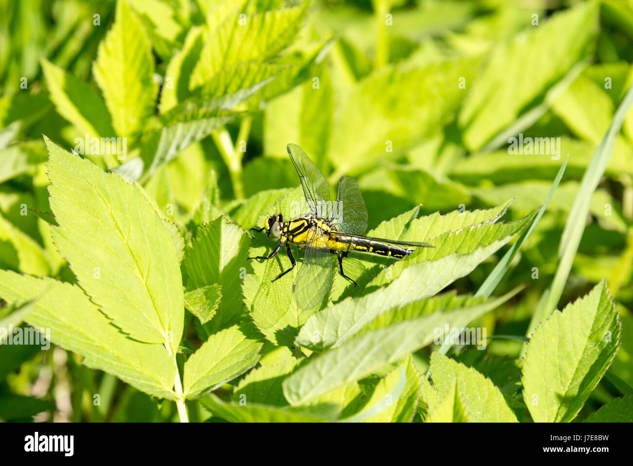 Beautiful dragonfly on leaves with green background Stock Photo - Alamy