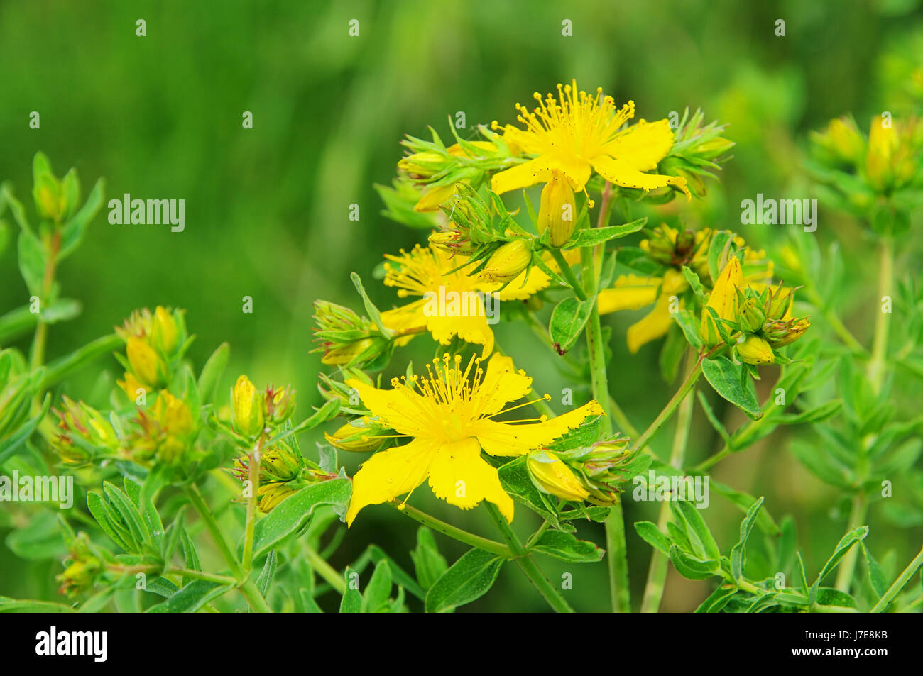 st. john's wort st johns wort 33 Stock Photo Alamy