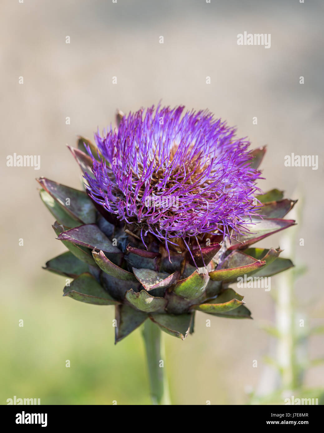 Detail of a thistle head Stock Photo