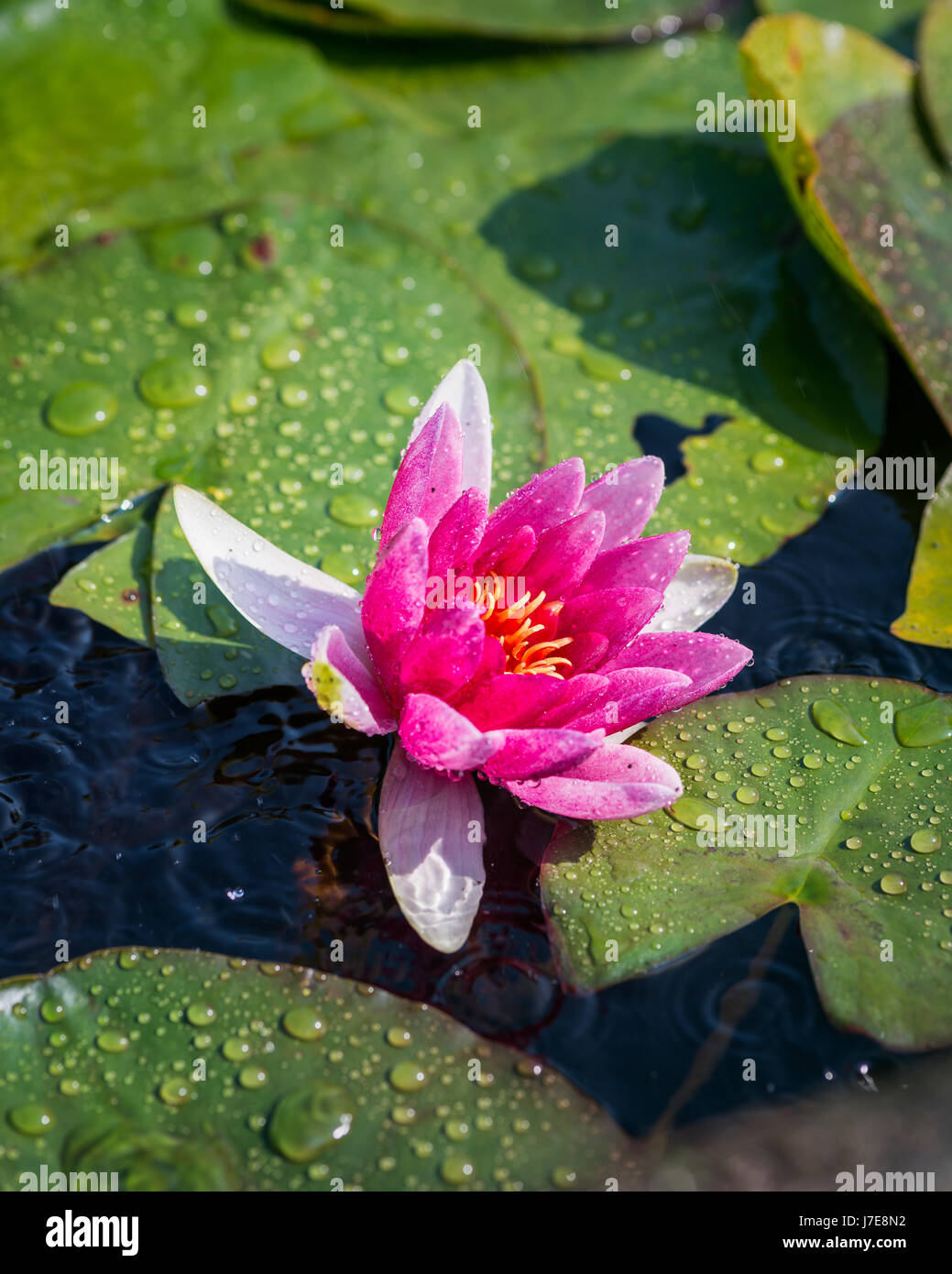 A pink water lily flower and leaf pads Stock Photo