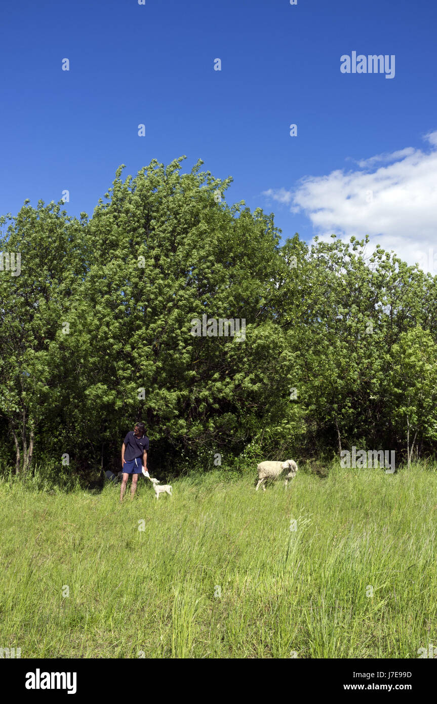 Entretien des espaces verts par un troupeau de moutons dans le quartier Malbosc à Montpellier, Occitanie, France Stock Photo
