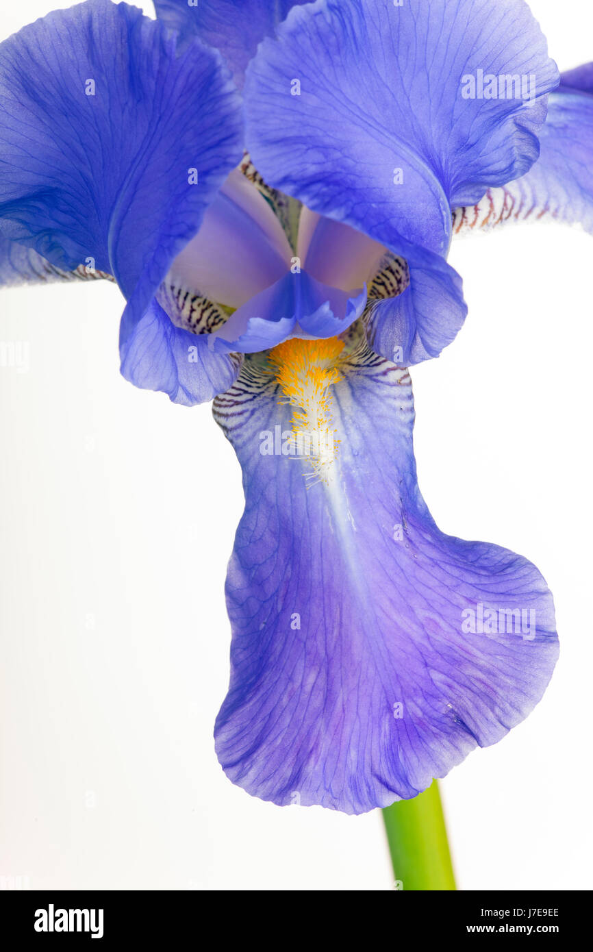 Blue-bearded Iris cut-out in close-up Stock Photo