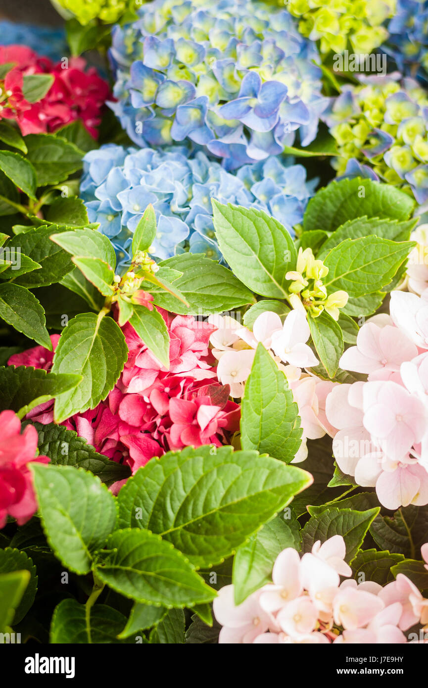 Hydrangea macrophylla in container Stock Photo Alamy