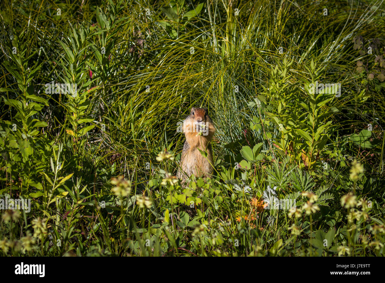 Wildlife wild flowers glacier national park landscapes Stock Photo - Alamy