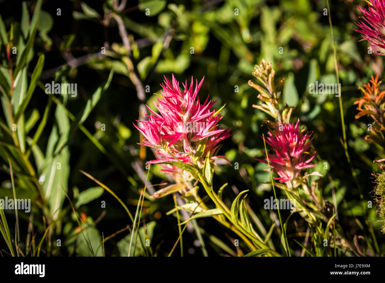 Wild flowers glacier national park iceberg lake landscape Stock Photo ...