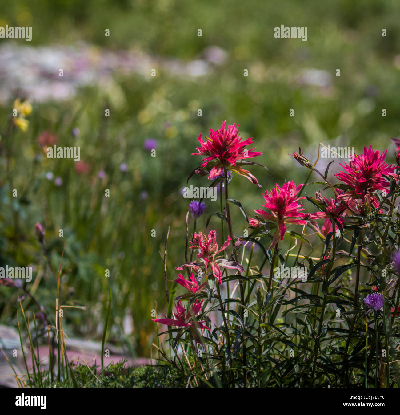 Wild flowers glacier national park iceberg lake landscape Stock Photo ...